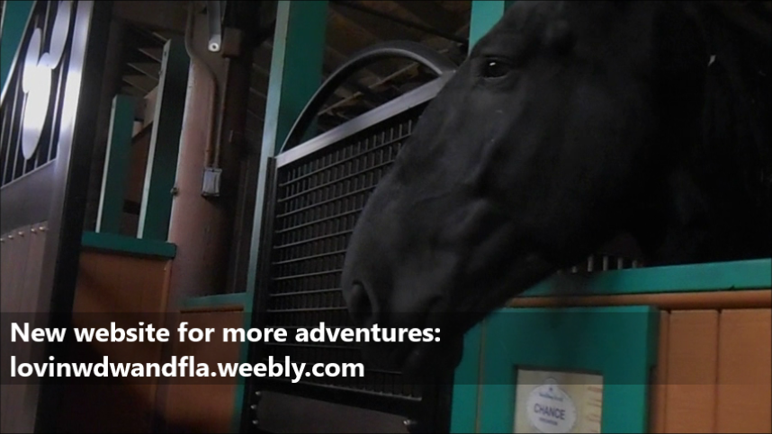 Saying hi to the wonderful horses at Tri Circle D Ranch Fort Wilderness Walt Disney World http://wdwnooks.weebly.com/