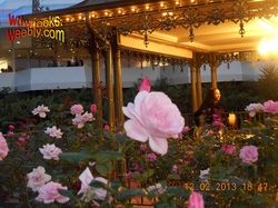 Magic Kingdom Roses. Enjoy the online garden of spectacular beauty.  http://wdwnooks.weebly.com/ 