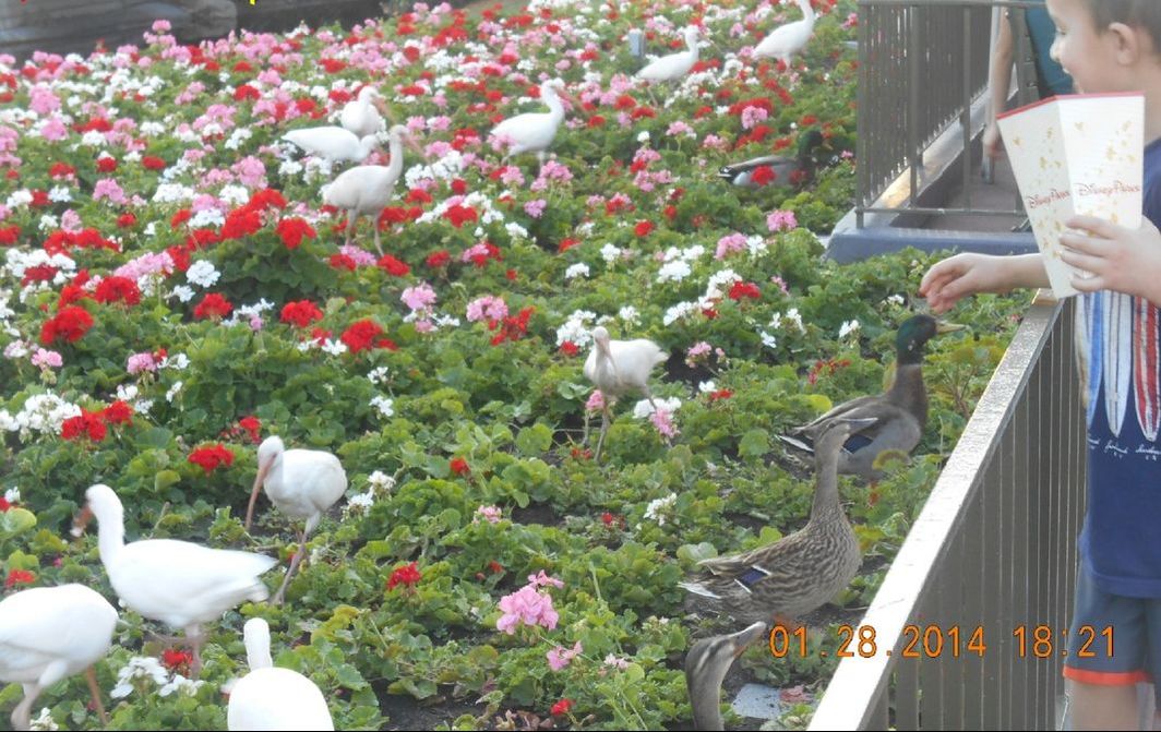 This was so cute! The ducks are begging like dogs while this little boy was feeding them popcorn. Watching all of them and their vibrant colors moving through the flowers was also just beautiful!   http://wdwnooks.weebly.com/