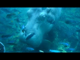 Hippo close Encounter at Pangani Forest Disney Animal Kingdom  http://www.wdwnooks.weebly.com