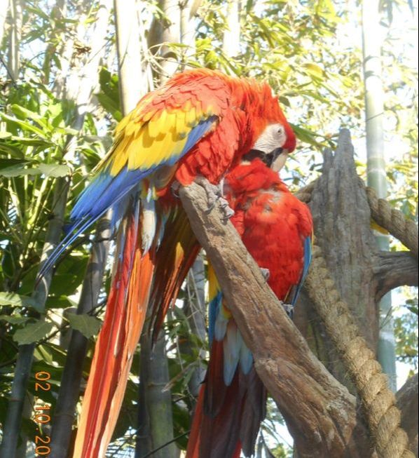 A full conversation with Macaw Parrots at Disney's Animal Kingdom. Not sure what we said but it was hilarious! http://wdwnooks.weebly.com/macaw.html