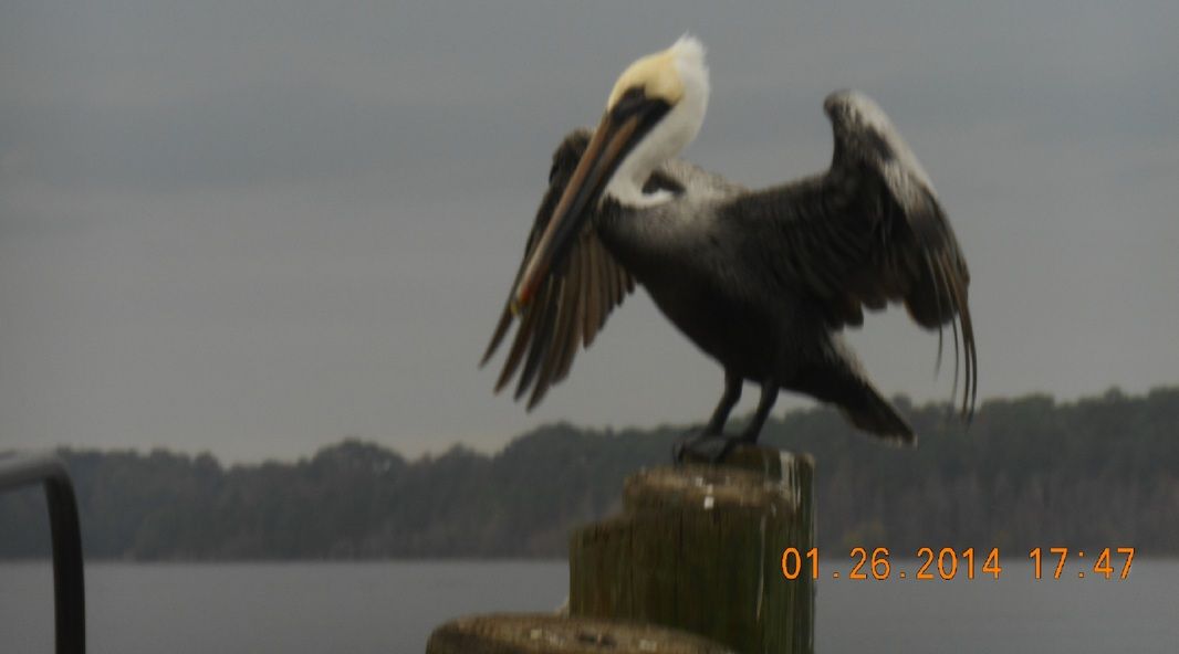 Quite the awesome Pelican at Fort Wilderness Walt Disney World