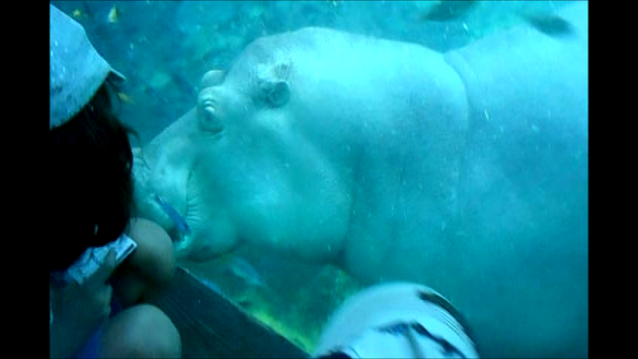 Hippo close encounter at Pangani Forest Animal Kingdom Walt Disney World  http://www.wdwnooks.weebly.com
