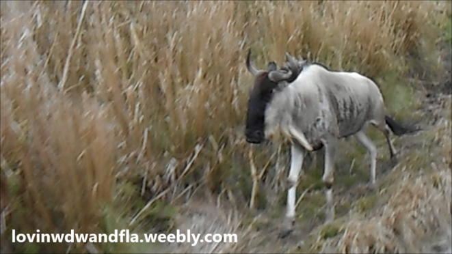 What do you do when a herd of Wildebeest are chasing you? Take video of course!  http://www.wdwnooks.weebly.com 